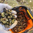 독채팬션멜로디 이미지