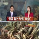 의성와송