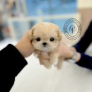 완산-14 | 온퍼피 강아지입양 전주본점 14년 경력 케어 전주 강아지 입양 후기