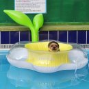 아이도그 이미지