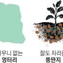 뚱딴지 이미지