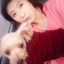 킹콩하우스 애견카페 이미지