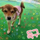 득구 Daum카페