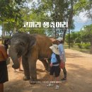 푸켓 아이랑 여행 코끼리 투어 생츄어리 보호소 목욕 체험 후기