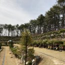 세종수목장