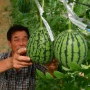 옹골농장 이미지