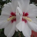 무궁화농장 이미지