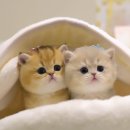 울산고양이분양 모나미네코 울산본점 이미지