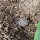 맹꽁이농장 이미지