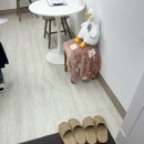 더슈 | [강서구속눈썹 / 화곡역속눈썹] 더슈가링