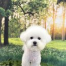 뽀송뽀송강아지미용실 이미지