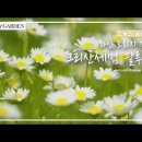 [꽃놀이패] EP34_크리산세멈 팔루도섬_하얀 도화지 같은 꽃 Leucanthemum paludosum 이미지