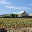 동일리-7 이미지