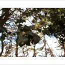 서천 마량리 동백나무 숲 이미지