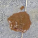 예담동물병원 | 은평구 동물병원 24시 예담 강아지 점액변 검사 후기