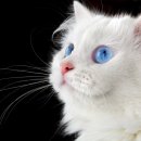 세계로종합동물병원 이미지