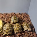 금오대로10길-2 이미지