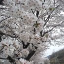 십리벚꽃산장 이미지