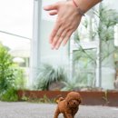 퍼피데일리 이미지