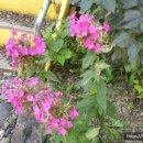 미애네집 이미지