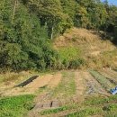 2025년 햇 건고추 고추가루 고춧가루 선주문 예약 펀딩(1근 무게 한근 시세 가격) 이미지