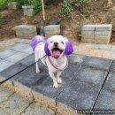 충남공주 - 애견동반가능한 식당 노가드네 다녀온후기.