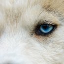 로얄도그 이미지