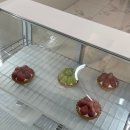 대구 동구 혁신도시 비젼스퀘어 시그니쳐 음료로 블랙라떼가 있는 카페 [테이스티니] Cafe Tastiny