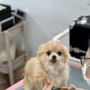 애견미용 이미지