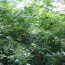 용산마을진입로 이미지