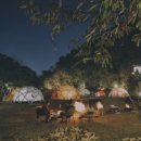 프린세스애견 이미지