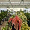여우다방 - 상주시 냉림1길 23 | 귀한 식물 가득한 강화도 희귀식물원 | 가든플라워