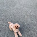 마이리틀멍 이미지