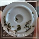 (주)더썬테크 광사점 | 중국차 입문하기 좋은 깔끔한 백차 '백호은침'