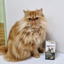 이뮤노팜 | 반려동물 고양이 영양제 김약사네 이뮤노팜 이뮤노벳 과립형 급여 후기