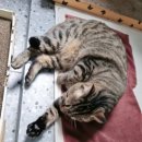 딩글딩글고양이 이미지