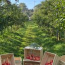 포천사과영농조합법인 이미지