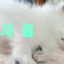 중부마트 중부축산 이미지