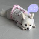 어보브 블루 C | 포항) 애견동반 여행 '어보브블루' 내돈내산 후기