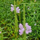 성대 게임장 이미지