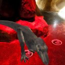 태흥1리 | 제주 대발이파크 맛집 태흥1리어촌계횟집