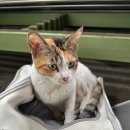 이솝동물메디컬 | 울산 북구 길고양이 Tnr 후기 / 정보 공유