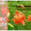 지음애