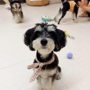 슈나 | 코스! 미끄럼방지 완벽 시공된 실내애카 ‘개인공간‘ 내돈내산 재방문 후기 🐾 (feat. 슈나삼총사 출동)