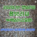 보리씨 이미지