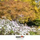 국화공원 이미지