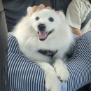 고구 애견 펜션 | 강화군 교동도 고구저수지~ 난정저수지 해바라기축제~ 대룡시장~교동망향대~김포 대명항 어판장