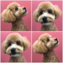 올리스 펫 쌀롱 | [올리스 펫살롱] 아기푸들 예쁘개 애견미용 후기
