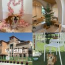 청강유치원 | 넓은 잔디 운동장이 있는 전주 애견카페 추천 독트럴파크