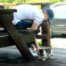 벚꽃나들버섯집 이미지